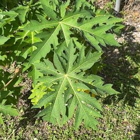 Photo of the plant species Papaya by @SelectLavaplant named Denali on Greg, the plant care app