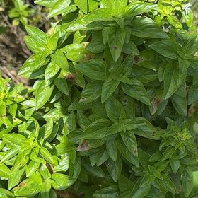 Photo of the plant species Sweet Basil 'Obsession' by @SelectLavaplant named Plato on Greg, the plant care app