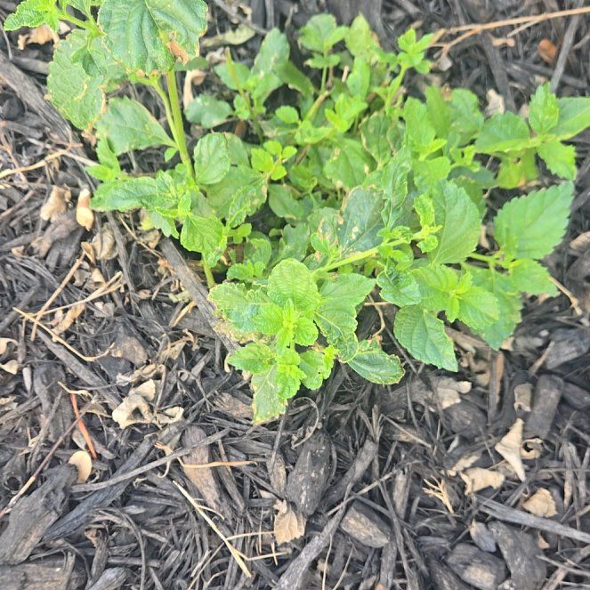 Photo of the plant species Trailing Lantana by @ChampRedbeech32 named Willow on Greg, the plant care app