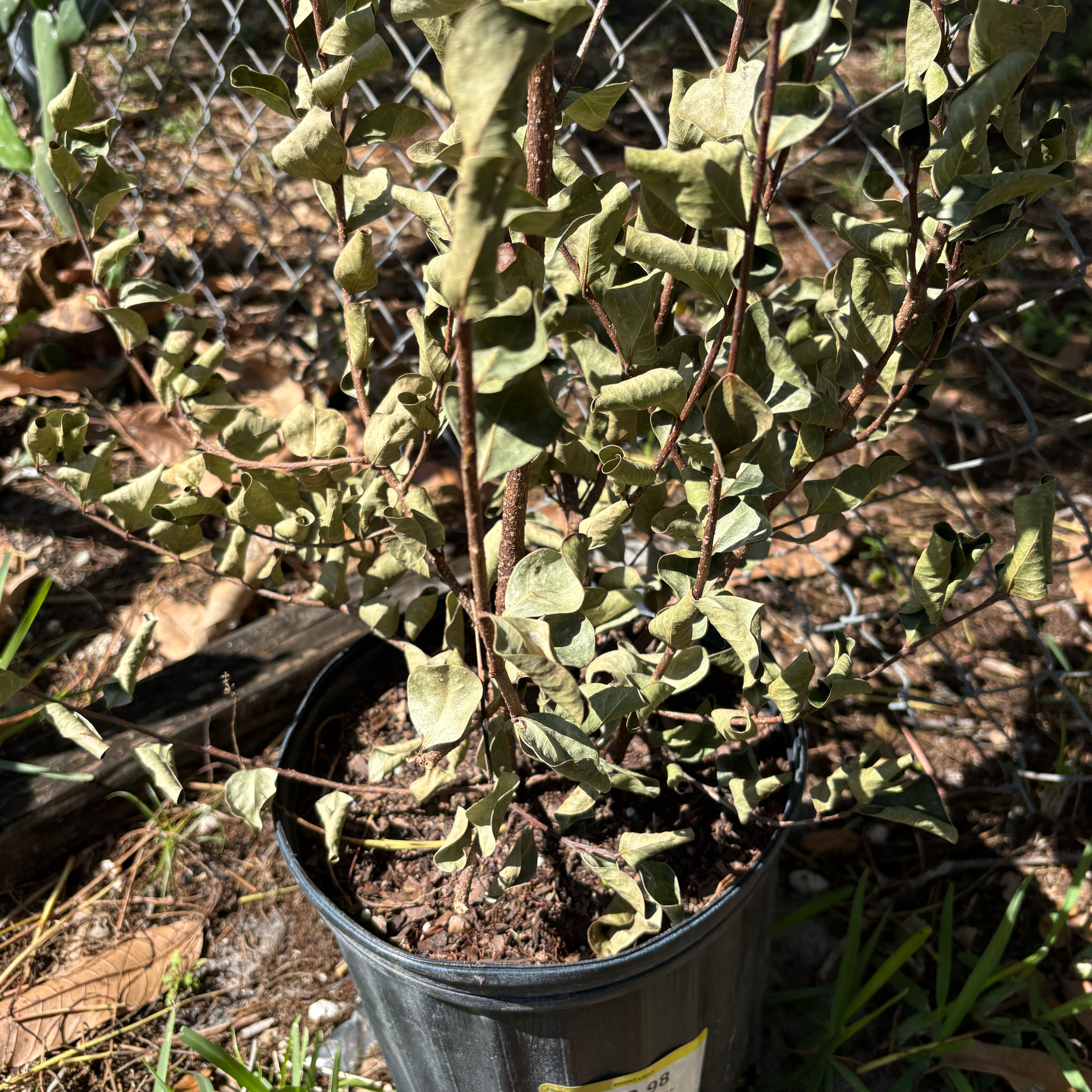 Photo of the plant species Chrysobalanus icaco subsp. atacorensis by @YesArugula5 named Girlfrond on Greg, the plant care app