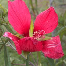 Photo of the plant species Scarlet Hibiscus by @JazzedPapaya52 named McKinley on Greg, the plant care app