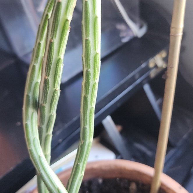 Photo of the plant species Paintbrush Flower by @FunMiro57 named Peter Parker on Greg, the plant care app