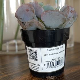 Photo of the plant species Echeveria 'Cubic Frost™' by @FastHautree18 named Miley on Greg, the plant care app