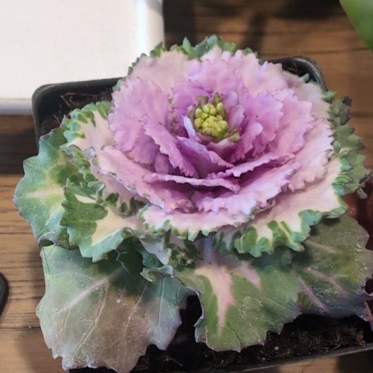 Photo of the plant species Ornamental Kale 'Crane Rose' by @NobleKanna39 named Aria on Greg, the plant care app