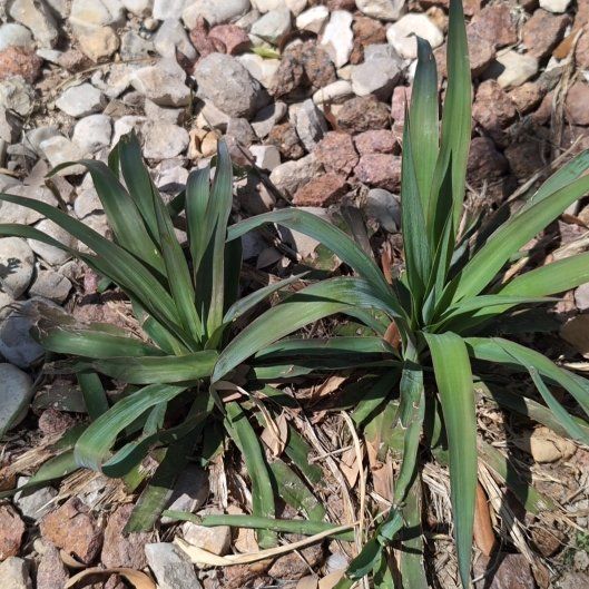 Photo of the plant species Twistleaf Yucca by @NobleKanna39 named Osmo on Greg, the plant care app