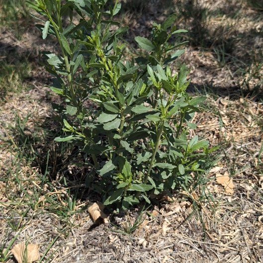 Photo of the plant species Eastern Baccharis by @NobleKanna39 named Kobe on Greg, the plant care app
