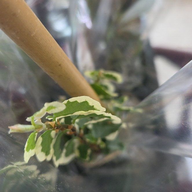 Photo of the plant species Prostrate Pigweed by @GroovyPetunia named Zeus on Greg, the plant care app