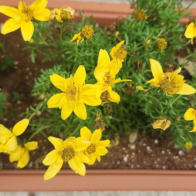 Photo of the plant species Arizona Beggarticks by @WinCuttings46 named Bigleef Smalls on Greg, the plant care app