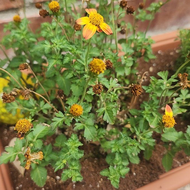 Photo of the plant species Hairy Beggarticks by @WinCuttings46 named Anne on Greg, the plant care app