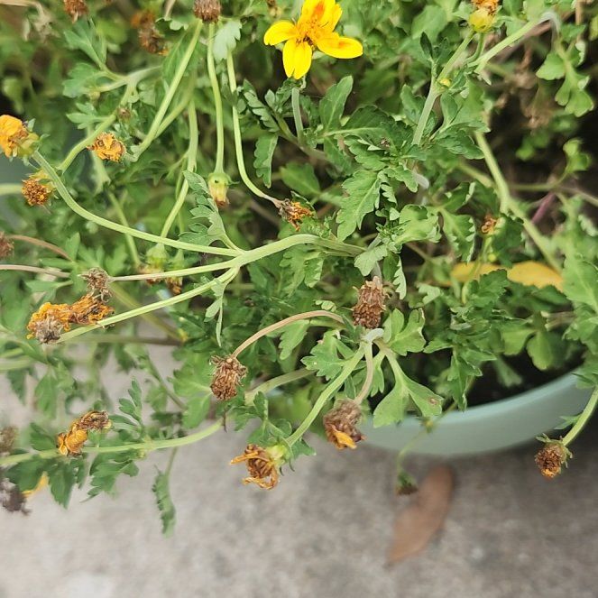 Photo of the plant species Golden Crownbeard by @WinCuttings46 named Keanu Leaves on Greg, the plant care app