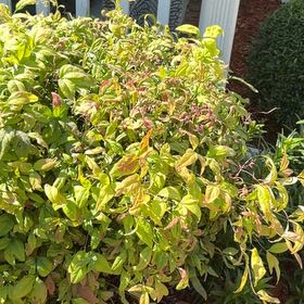 Photo of the plant species Sacred Bamboo by @EarnestKale26 named Sproutacus on Greg, the plant care app