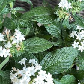 Photo of the plant species Egyptian Starcluster by @EarnestKale26 named Nephertiti on Greg, the plant care app