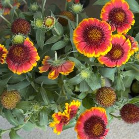 Photo of the plant species Indian Blanket by @EarnestKale26 named Nanyehi - Cherokee Warrior on Greg, the plant care app
