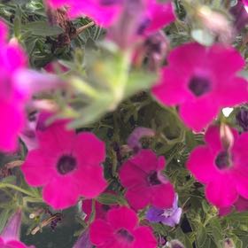 Photo of the plant species Drummond's Phlox by @EarnestKale26 named Delilah Drummond on Greg, the plant care app