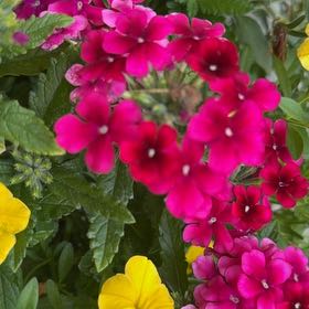 Photo of the plant species Phlox Paniculata by @EarnestKale26 named Homer on Greg, the plant care app