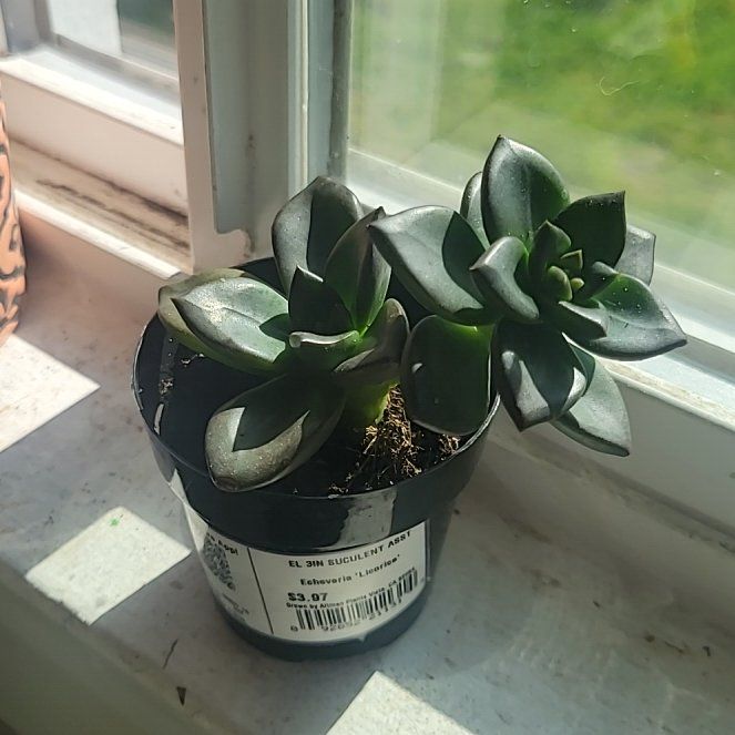 Photo of the plant species Echeveria 'Licorice' by @BigDill23 named Luna on Greg, the plant care app