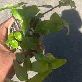 Photo of the plant species Smilax Asparagus by @UberFeijoa5 named Mando on Greg, the plant care app