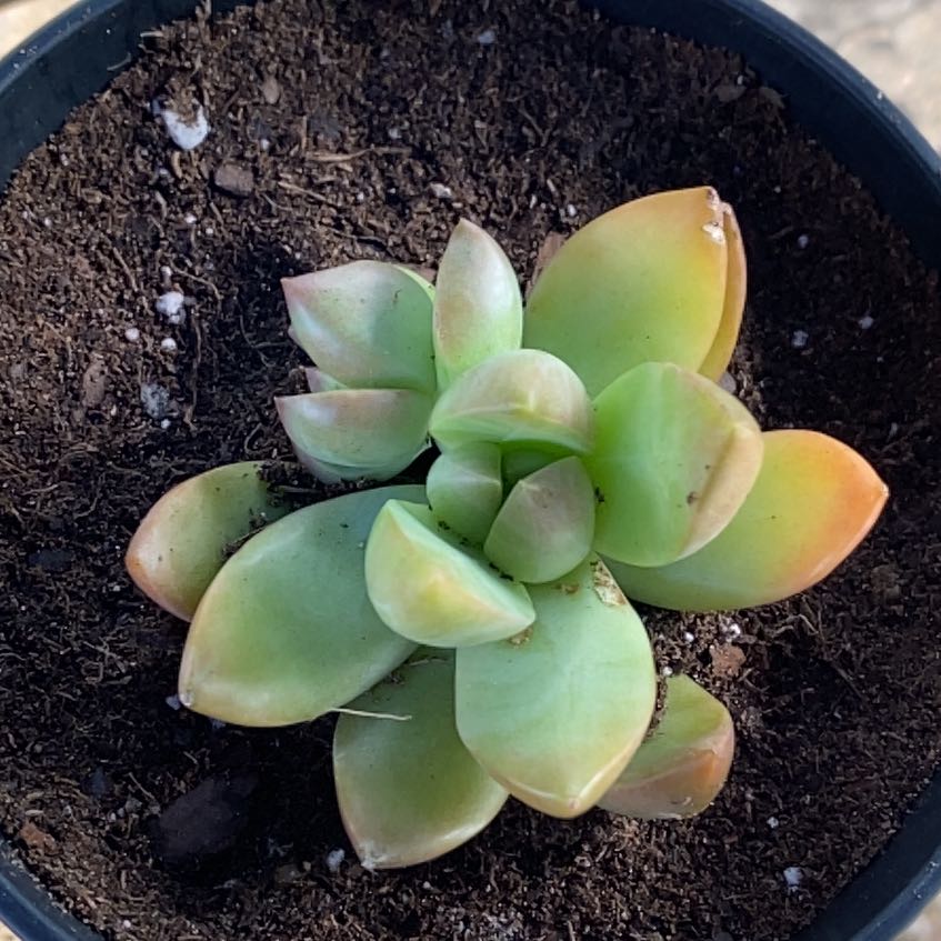 Photo of the plant species Graptosedum 'Copper Glow' by @SuperbIvy82 named Sahara on Greg, the plant care app