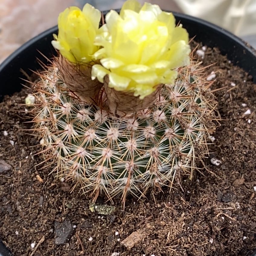 Photo of the plant species Cinnamon Cactus by @SuperbIvy82 named Bigleef Smalls on Greg, the plant care app