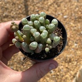 Photo of the plant species Baby Toes by @SuperbIvy82 named Muhammad Ali on Greg, the plant care app