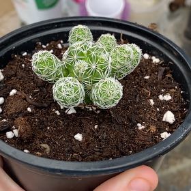 Photo of the plant species Escobaria Missouriensis by @SuperbIvy82 named Cleopatra on Greg, the plant care app