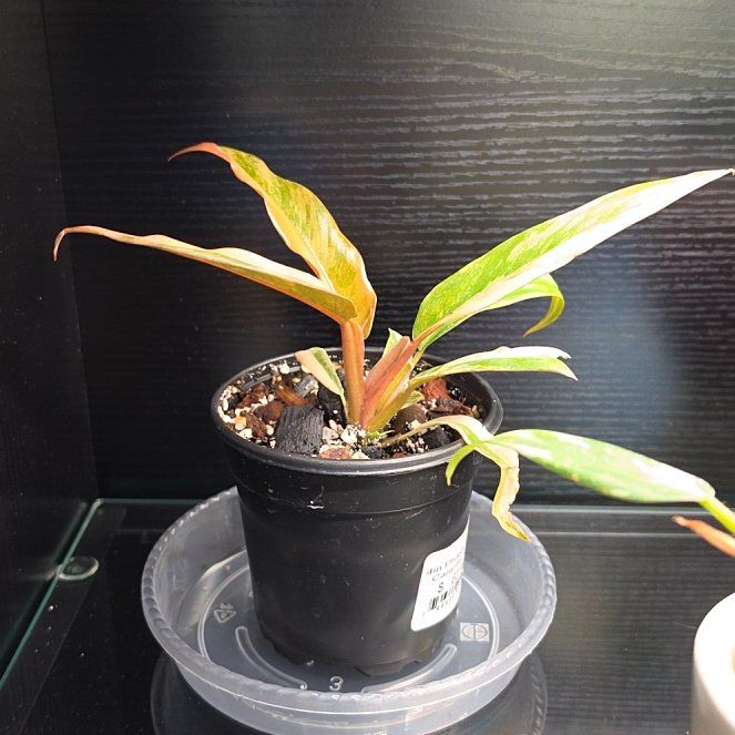 Photo of the plant species Caramel Marble Philodendron by @SatisfiedFern77 named Surya on Greg, the plant care app