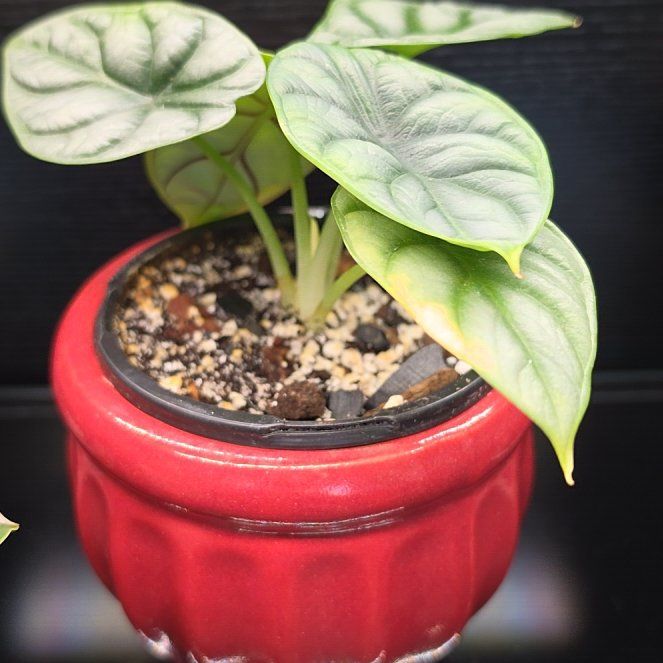 Photo of the plant species Alocasia Baginda Silver Dragon by @SatisfiedFern77 named Homer on Greg, the plant care app