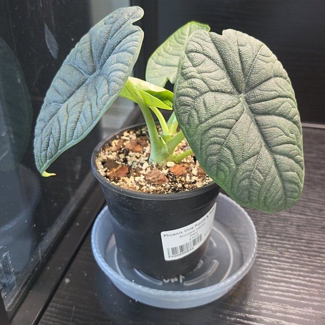 Photo of the plant species Alocasia 'Melo' by @SatisfiedFern77 named Huckleberry Fern on Greg, the plant care app