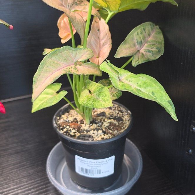 Photo of the plant species Pink Flecked Syngonium by @SatisfiedFern77 named Gregarious on Greg, the plant care app