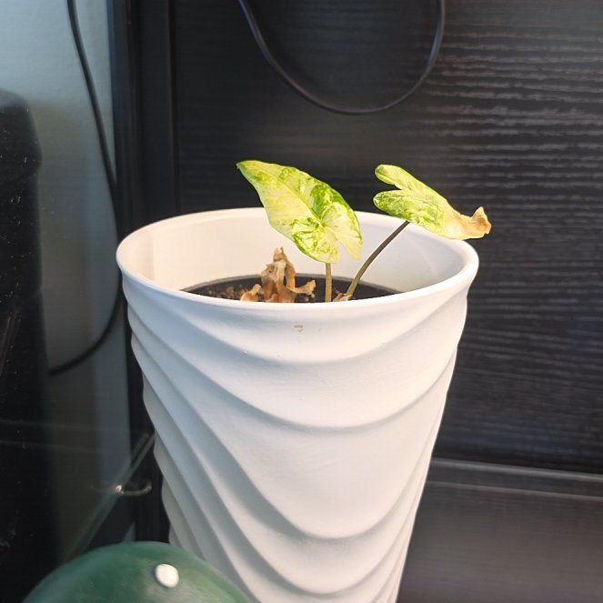 Photo of the plant species alocasia odora by @SatisfiedFern77 named Sherlock on Greg, the plant care app