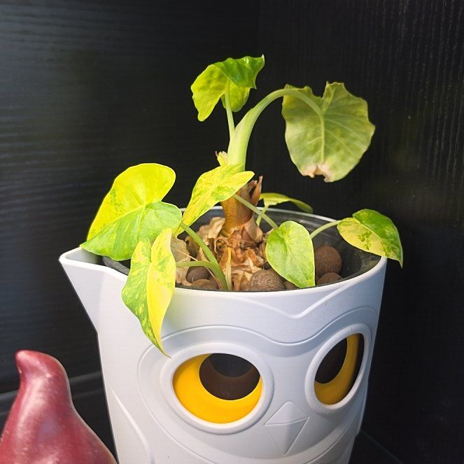 Photo of the plant species Alocasia Gageana Aurea Variegata by @SatisfiedFern77 named Harper on Greg, the plant care app