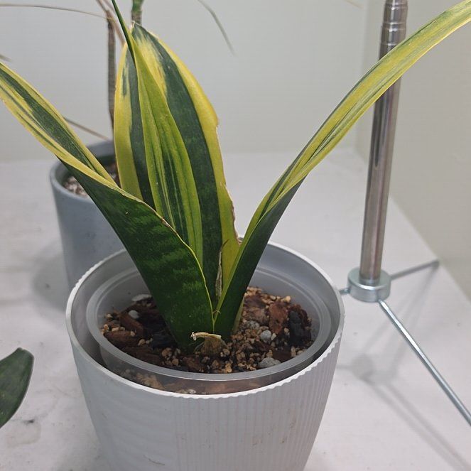Photo of the plant species Golden Flame Snake Plant by @SatisfiedFern77 named Rainier on Greg, the plant care app