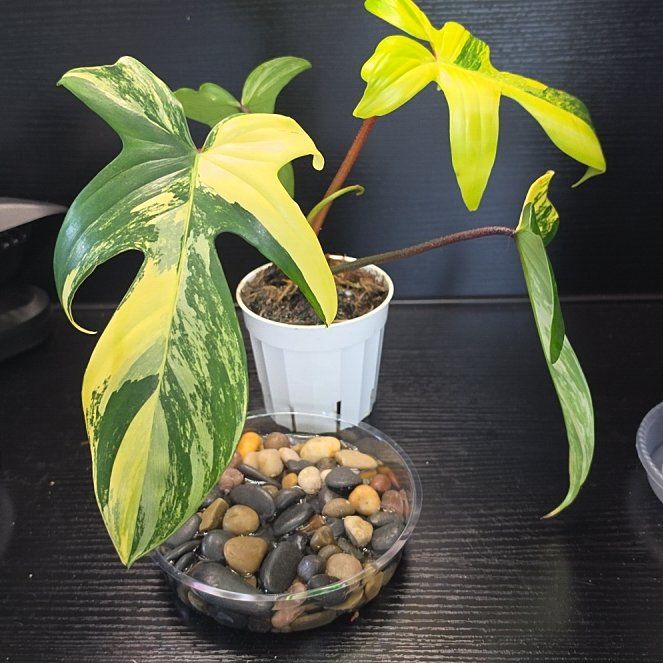 Photo of the plant species Variegated Florida Beauty Philodendron by @SatisfiedFern77 named Harry on Greg, the plant care app