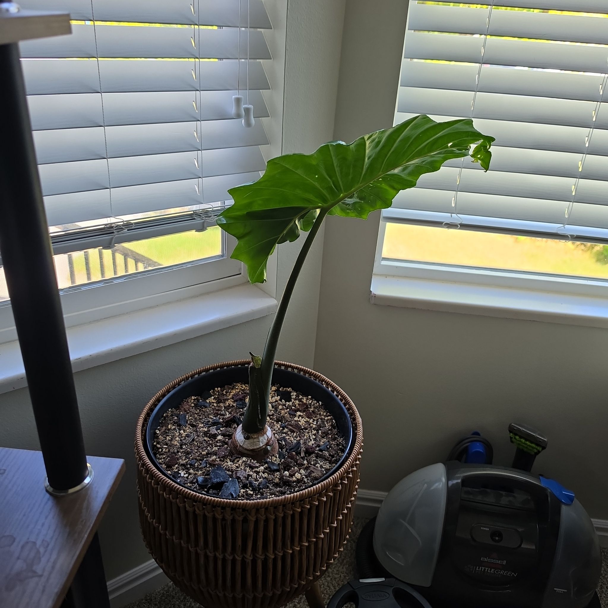 Photo of the plant species Alocasia portadora by @SatisfiedFern77 named Wall-E on Greg, the plant care app