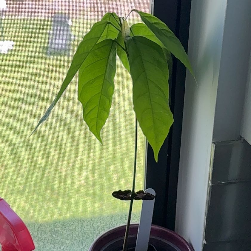 Photo of the plant species Cacao Tree by @CoolVaccaria63 named Shakira on Greg, the plant care app