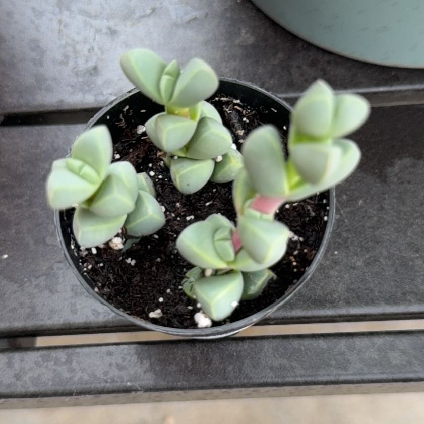 Photo of the plant species Ice Plant by @LeadTievine93 named Ice Plant on Greg, the plant care app