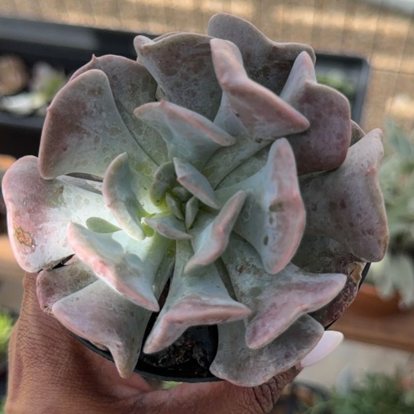 Photo of the plant species Echeveria by @LeadTievine93 named Einstein on Greg, the plant care app