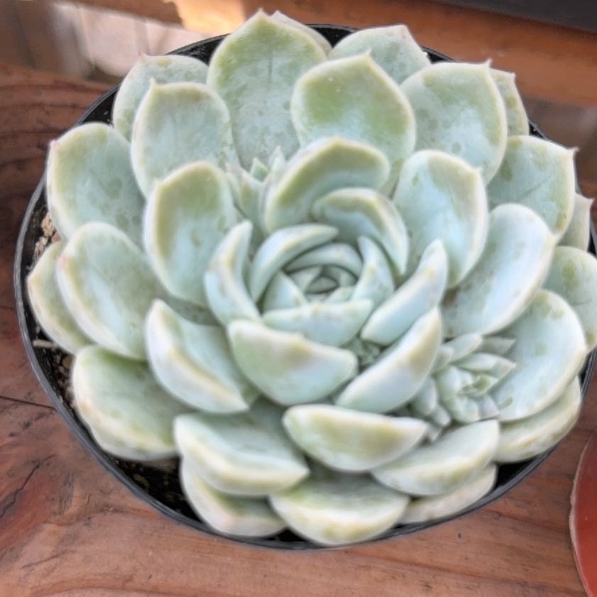 Photo of the plant species Echeveria by @LeadTievine93 named Gray Echeveria on Greg, the plant care app