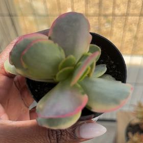 Photo of the plant species Pink Jade by @LeadTievine93 named Pink Jade on Greg, the plant care app
