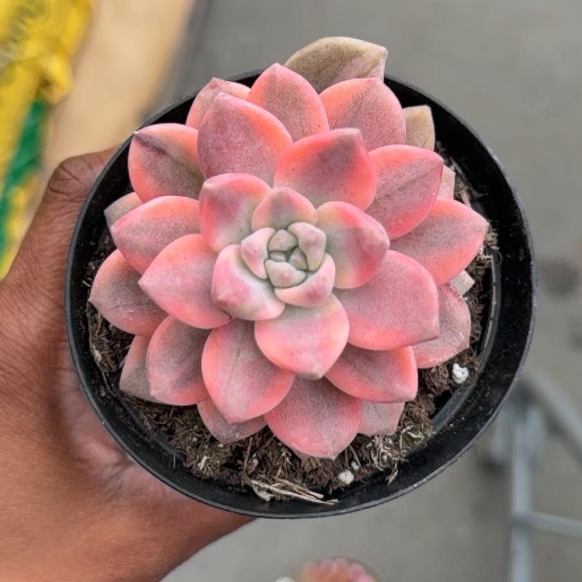 Photo of the plant species Graptopetalum 'Ghosty' by @LeadTievine93 named neon pink in on Greg, the plant care app