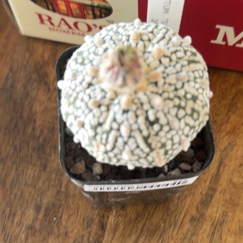 Photo of the plant species Astrophytum 'Super Kabuto' by @LeadTievine93 named Gates on Greg, the plant care app