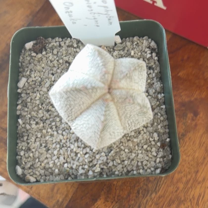Photo of the plant species Bishop's Cap 'Onzuka Album' by @LeadTievine93 named Foxxy on Greg, the plant care app
