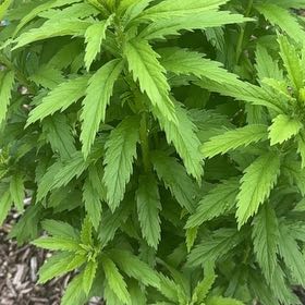 Photo of the plant species Wormseed by @FunPurei30 named Gobi on Greg, the plant care app