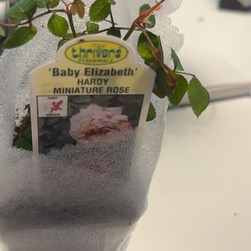 Photo of the plant species Miniature Rose 'Baby Elizabeth' by @TryPinkpoui69 named Velvet on Greg, the plant care app