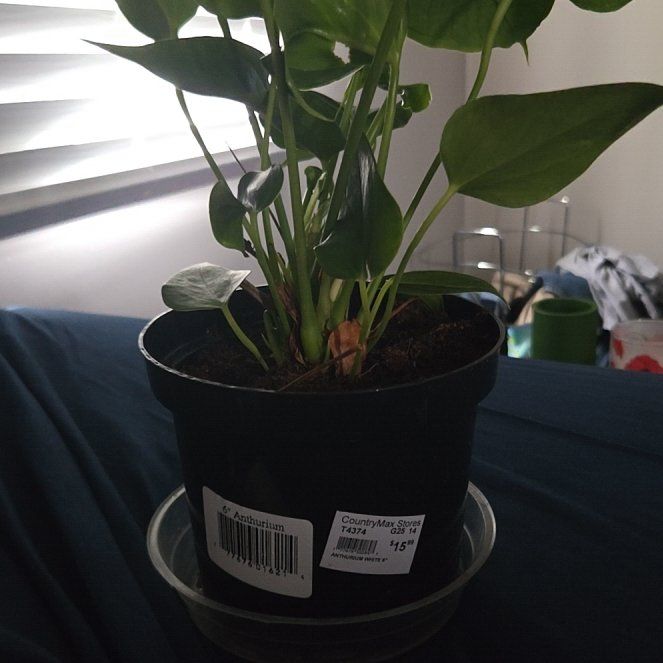 Photo of the plant species Flamingo Flower by @StockyCacaotree named Daphne on Greg, the plant care app