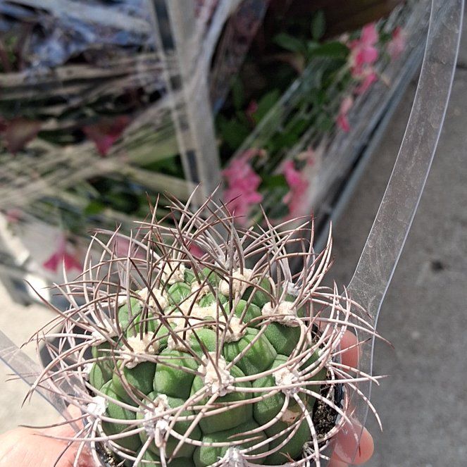 Photo of the plant species Queen of the Night by @WinRustyfig12 named Night Claw (Desmond's Cactus) on Greg, the plant care app