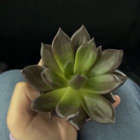 Photo of the plant species Black Prince by @FitKowhai4 named Goob on Greg, the plant care app
