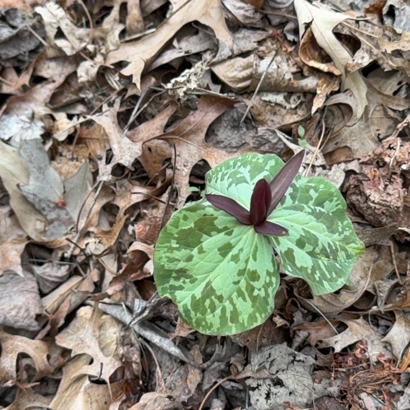 Photo of the plant species Prairie Trillium by @CoolPecan84 named Tupot amaroot on Greg, the plant care app