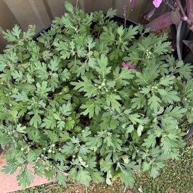 Photo of the plant species Columbia River Wormwood by @HighDatepalm1 named Elina on Greg, the plant care app