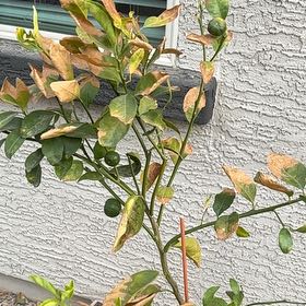 Photo of the plant species Mandarin orange by @ShrewdViolet77 named Beckham on Greg, the plant care app
